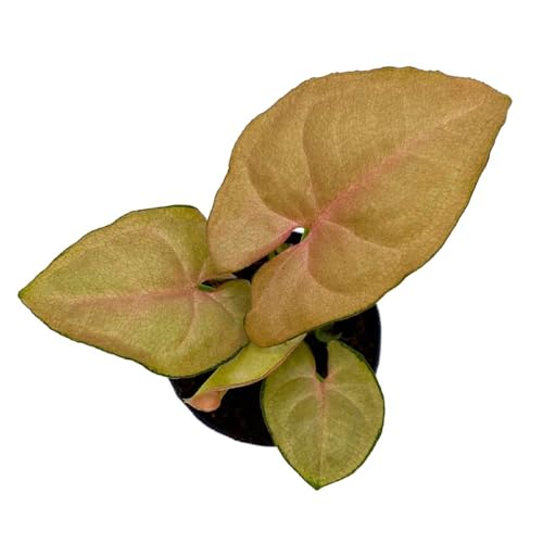 BubbleBlooms Neon Pink Syngonium, 2 inch Arrow Head Vine Vining Indoor Plant
