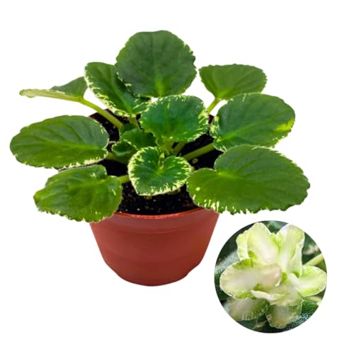 Harmony Foliage African Violet Frozen in Time Variegated 4 inch White Flower