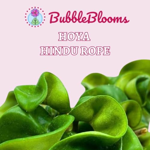 BubbleBlooms Hoya Hindu Rope, 4 inch Carnosa Compacta Krinkle Kurl Curly Wax Plant