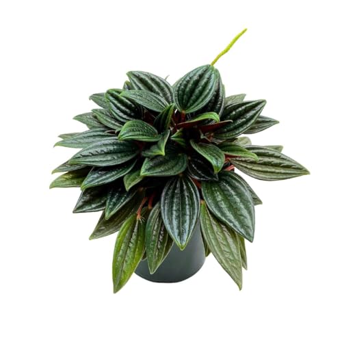 BubbleBlooms Peperomia Rosso in a 4 inch Pot Radiator Plant Caperata