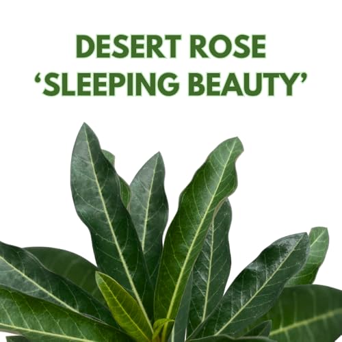 BubbleBlooms Desert Rose Sleeping Beauty in a 4 inch Pot Extremely Rare Flower