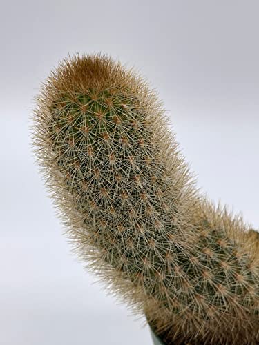 BubbleBlooms Echinopsis Tarijensis Texas Rainbow Cactus in a 4 inch Pot