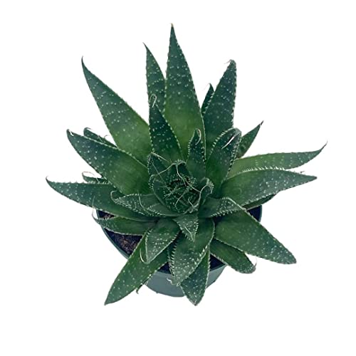 BubbleBlooms Gasteria Flow in a 4 inch Pot