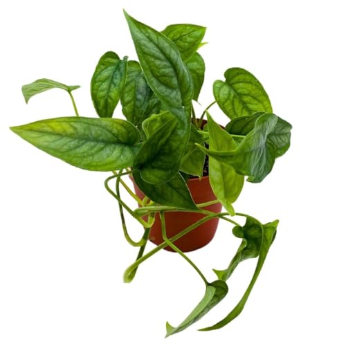 BubbleBlooms Monstera Siltepecana, Silver Leaf Monstera in 4 inch Pot