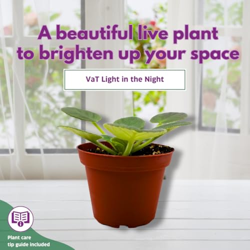 Harmony Foliage African Violet VaT Light in The Night 4 inch Blue Flower White Edge