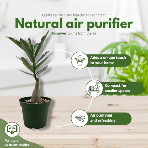 BubbleBlooms Desert Rose Sleeping Beauty in a 4 inch Pot Extremely Rare Flower