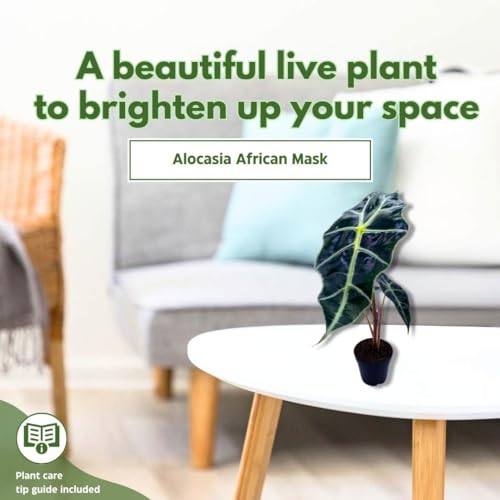 BubbleBlooms Alocasia African Mask, Kris Plant, Alocasia Polly Elephant Ear in 2 inch Pot Cute Pixie Plant