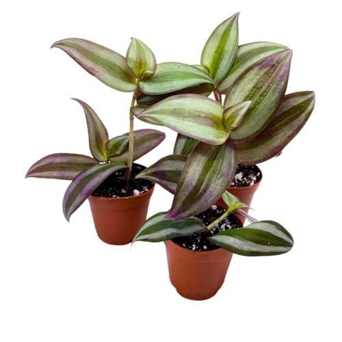 BubbleBlooms Tradescantia Silver Zebrina 2 inch Set of 3 Grey Wandering Dude pendula Spiderwort Tiny Mini Pixie Plants