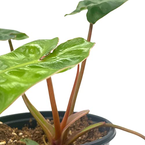 BubbleBlooms Philodendron Billietiae in a 4 inch Pot Very Rare Philo Washboard Abs Plant