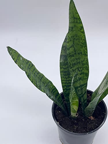BubbleBlooms Green Snake Plant in a 4 inch Pot All-Green Dracaena trifasciata, Cow's Tongue, Lengua de Vaca