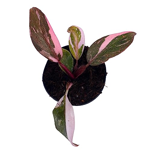 BubbleBlooms Pink Princess Philodendron, Blushing Philodendron, Philodendron Erubesens Hybrid in 2 inch Pot