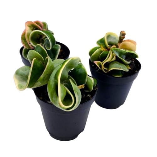 BubbleBlooms Hoya Variegated Hindu Rope 2 inch Set of 3 Crinkle Wax Plant Porcelain Flower Tiny Mini Pixie Plants