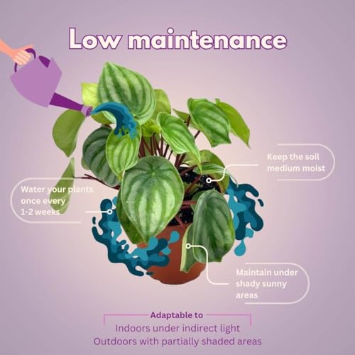 Harmony Foliage Peperomia Watermelon in a 4 inch Pot pep argyreia