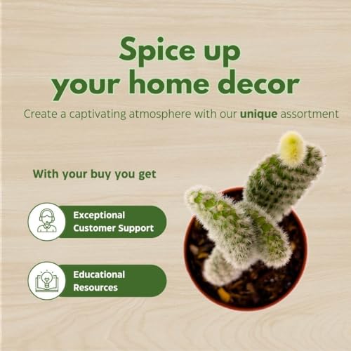 BubbleBlooms White Bunny Ears Cactus, 2 inch Set of 3, Opuntia microdasys, Angel's Wings Tiny Mini Pixie Plants