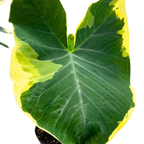 BubbleBlooms Alocasia Mickey Mouse Xanthomas in a 6 inch Pot