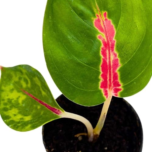 BubbleBlooms Red King in a 2 inch Pot Red Stripe Aglaonema commutatum