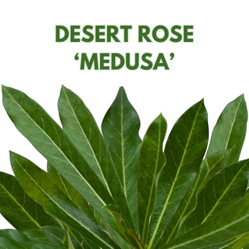 BubbleBlooms Desert Rose Medusa in a 4 inch Pot Extremely Rare Flower