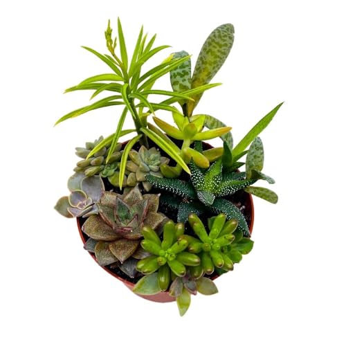 BubbleBlooms Succulent Arrangement in a 4 inch Pot Unique Hand Crafted Plant Designs