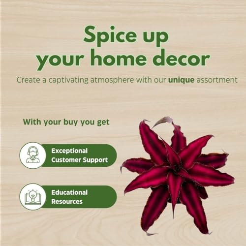 BubbleBlooms Cryptanthus Bivittatus in a 2 inch Pot Earth Star Bromeliad, Tiny Mini Pixie Plant, Dark Red