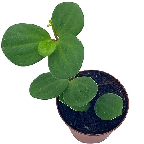 BubbleBlooms Peperomia Hope in a 2 inch Pot Trailing Jade peperomia rotundifolia Tiny Mini Pixie Plant