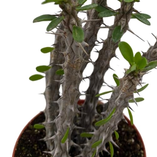 BubbleBlooms Madagascar Ocotillo (Madigascan) African Alluaudia procera, 4 inch White Cactus