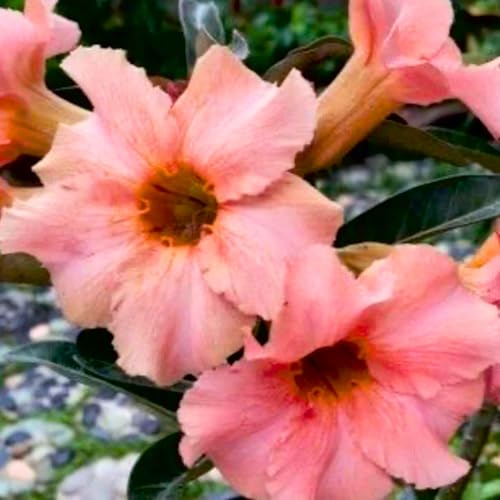 BubbleBlooms Desert Rose Sleeping Beauty in a 4 inch Pot Extremely Rare Flower