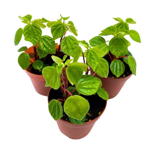 Harmony Foliage Peperomia Meridana, 2 inch Set of 3, Green Valley Pixie Pep Crazy Quilt