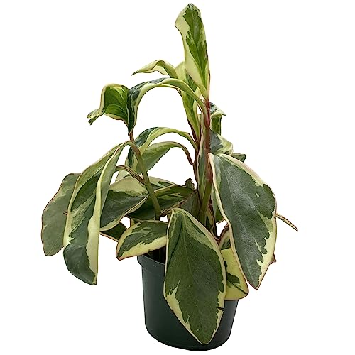 BubbleBlooms Peperomia Ginny, Rainbow Peperomia, Tricolor Peperomia, Pink Edge Peperomia, Rainbow Ginny in 6 inch Pot