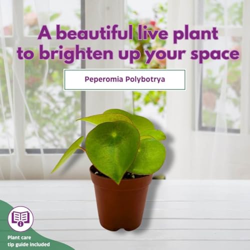 Harmony Foliage Peperomia Harmony's Midnight Wave 4 inch