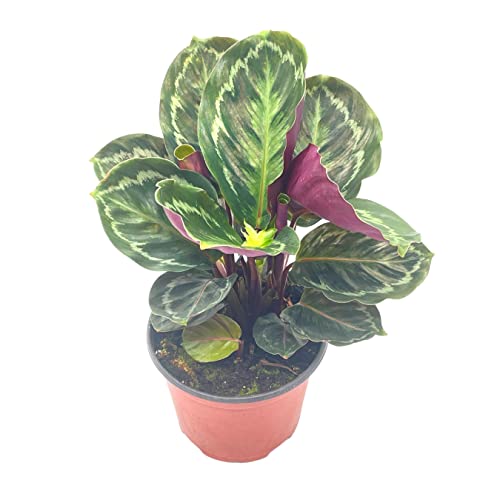 BubbleBlooms Calathea Medallion, Roseopicta in a 6 inch Pot Regal Rose, Rabbit Ear Prayer Plant