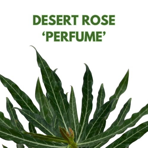 BubbleBlooms Desert Rose Perfume in a 4 inch Pot Extremely Rare Flower