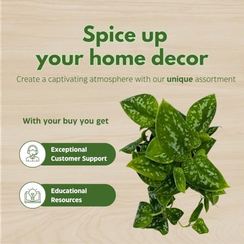 BubbleBlooms Satin Pothos in a 4 inch Pot, Silver Vine, Silk Pothos Silver Philodendron