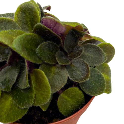 Harmony Foliage Mini African Violet Honey Blue Ace 2 inch Blue Flower