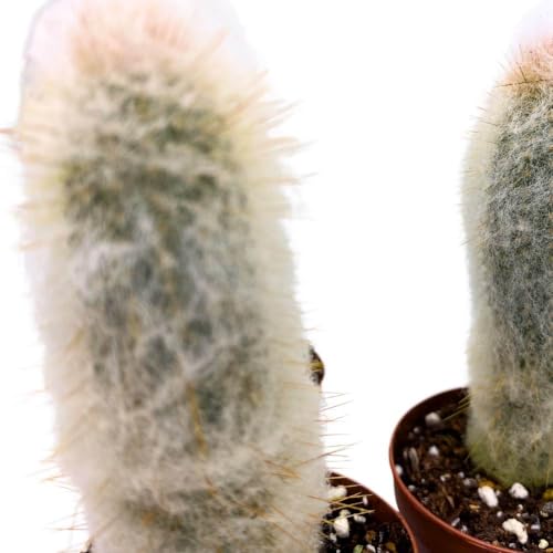 BubbleBlooms Silver Torch Cactus Cleistocactus strausii, 2 inch Set of 3, Wooly Torch Tiny Mini Pixie