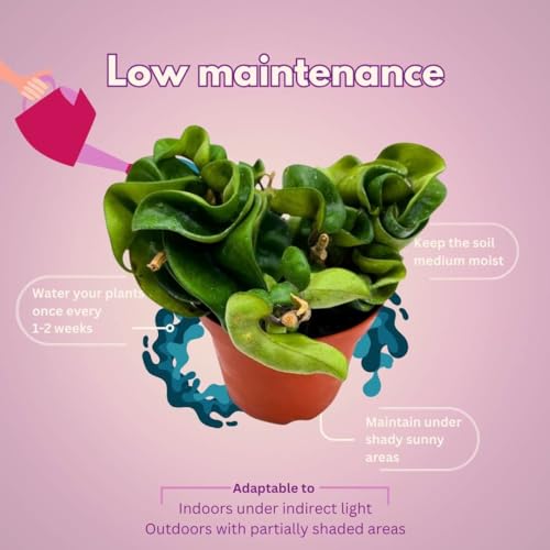 BubbleBlooms Hoya Hindu Rope, 4 inch Carnosa Compacta Krinkle Kurl Curly Wax Plant