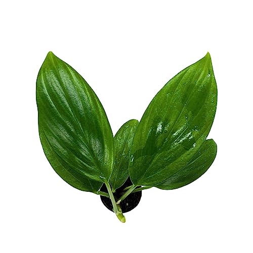 BubbleBlooms Philodendron Dragon Tail, Rhaphidophora Decursiva in 2 inch Pot