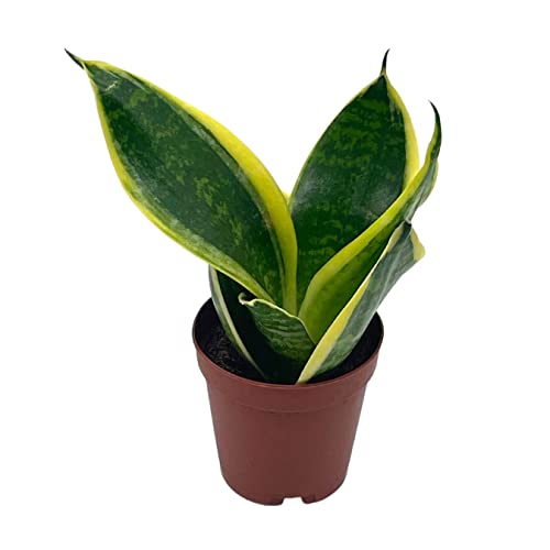 BubbleBlooms Varigated Snake Plant in a 2 inch Pot Sansevieria Dracaena trifasciata Tiny Mini Pixie Plant