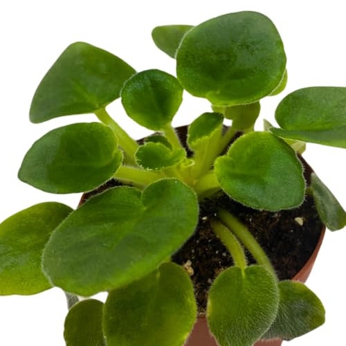 Harmony Foliage Mini African Violet Plumberry Glow 2 inch White Purple Flower