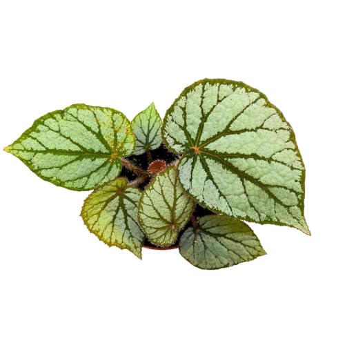Harmony Foliage Begonia U400, 4 inch Rhizomatous Rhizo Light Gray Dark Green Veins