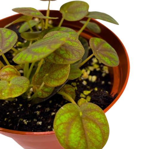 Harmony Foliage Peperomia Peppermill 2 inch Pixie pep