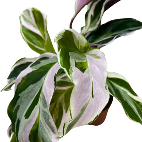 BubbleBlooms Calathea Stella White Fusion Variegated in a 2 inch Pot Tiny Minie Pixie Plant