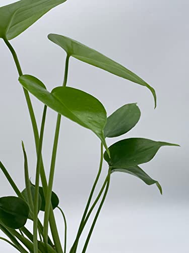 BubbleBlooms Monstera Deliciosa Split Leaf philodendron in a 4 inch Pot