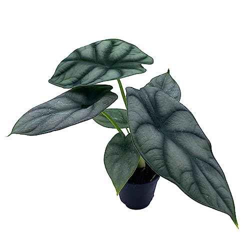 BubbleBlooms Alocasia Silver Dragon, Alocasia Baginda, Jewel Alocasia, Elephant Ear Silver Dragon in 2 inch Pot