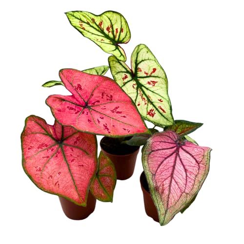 BubbleBlooms Caladium Assortment in 2 inch Pots Set of 3