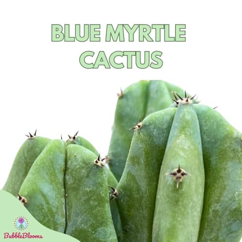 BubbleBlooms Blue Myrtle-Cactus, Myrtillocactus Geometrizans, Blue Candle Stick Cactus, in 4 inch Pot, Long Well Rooted & Healthy