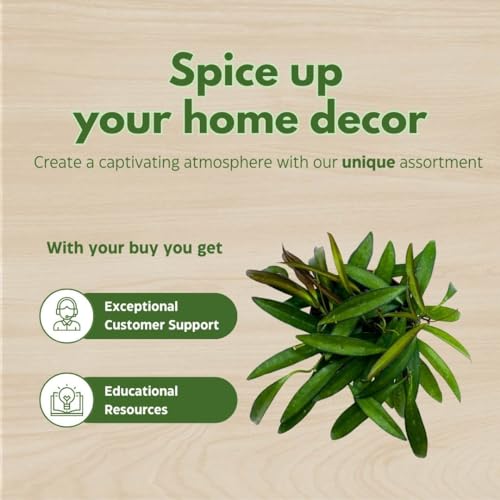 BubbleBlooms Hoya Wayetii Green in a 4 inch Pot