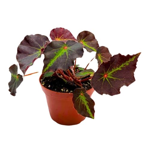 Harmony Foliage Begonia Boyfriend, 4 inch Rhizomatous Rhizo Dark Purple Green Streaks Red Dot