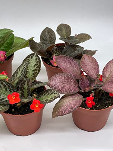 BubbleBlooms Flame Violet, Episcia Cupreata Assortment Set 4 inch pots 5 Different Velvet Plants