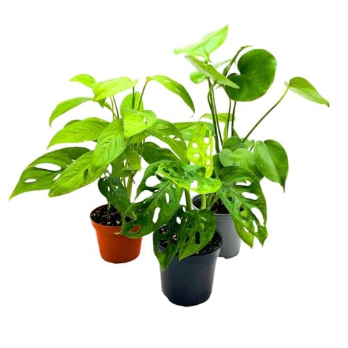 BubbleBlooms Monstera Assortment, 4 inch Set of 3 Different Monsteras, Swiss Cheese, Deliciosa, Minima, Narrow