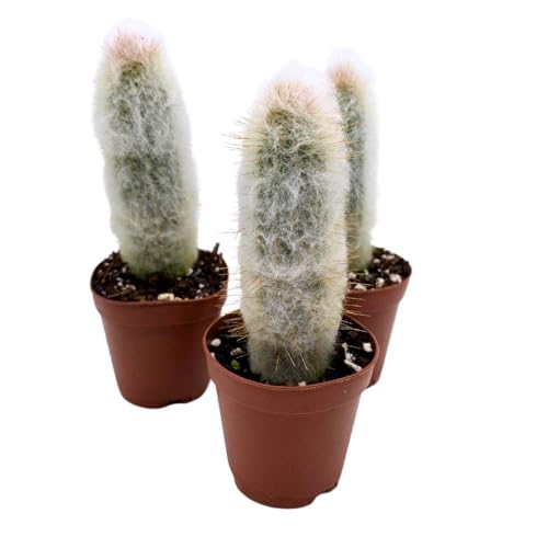 BubbleBlooms Silver Torch Cactus Cleistocactus strausii, 2 inch Set of 3, Wooly Torch Tiny Mini Pixie